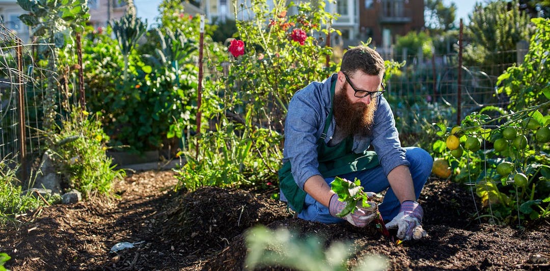 urban farming